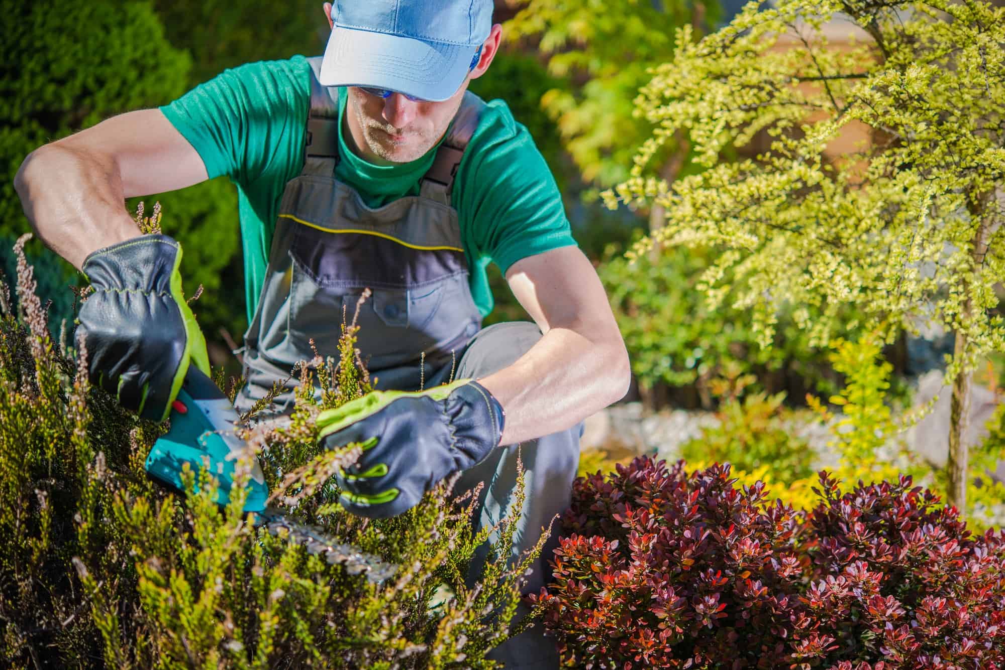 Gardener carrying out seasonal garden maintenance on commercial grounds